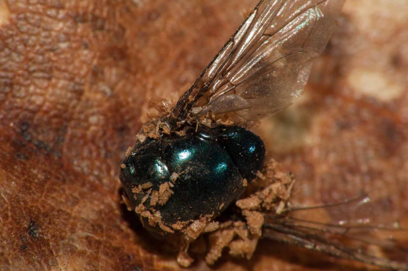 2019-02-25 - NSG Brandheide Recklinghausen