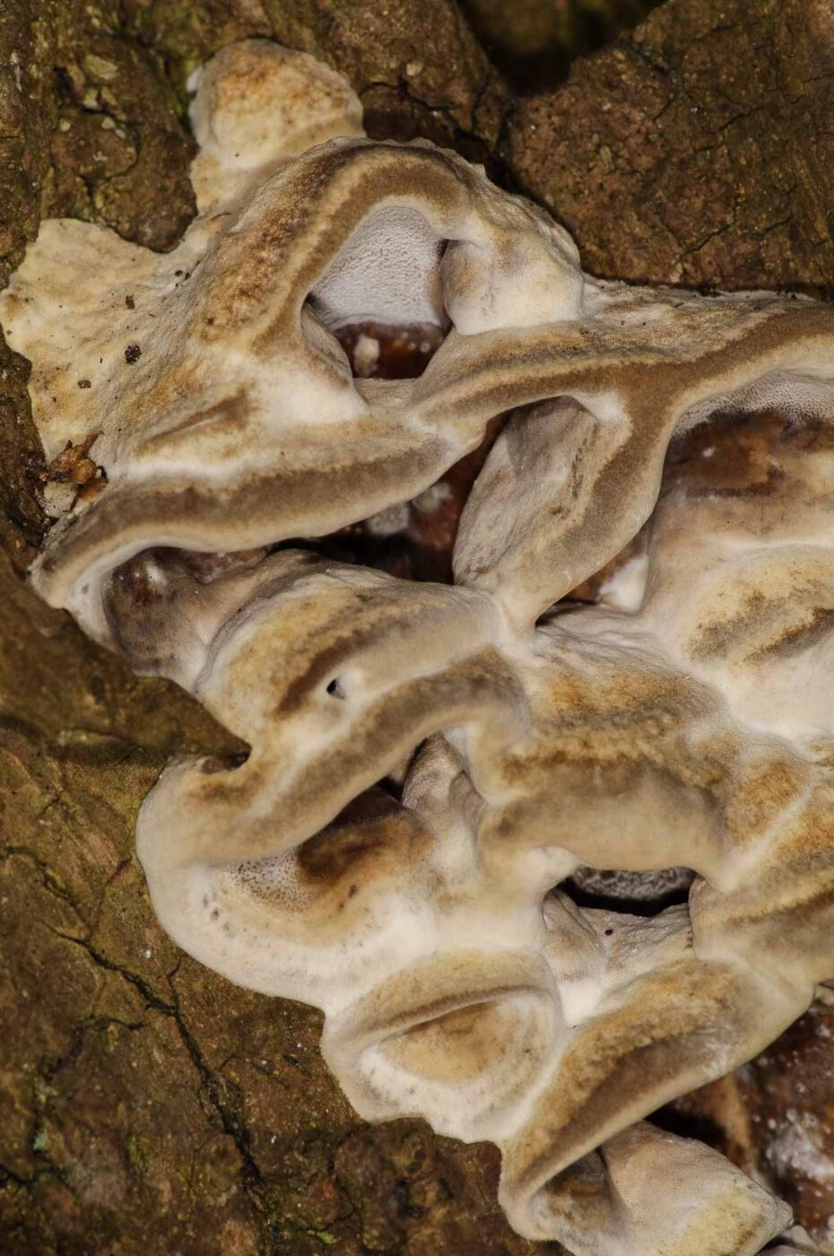 2019-02-25 - NSG Brandheide Recklinghausen