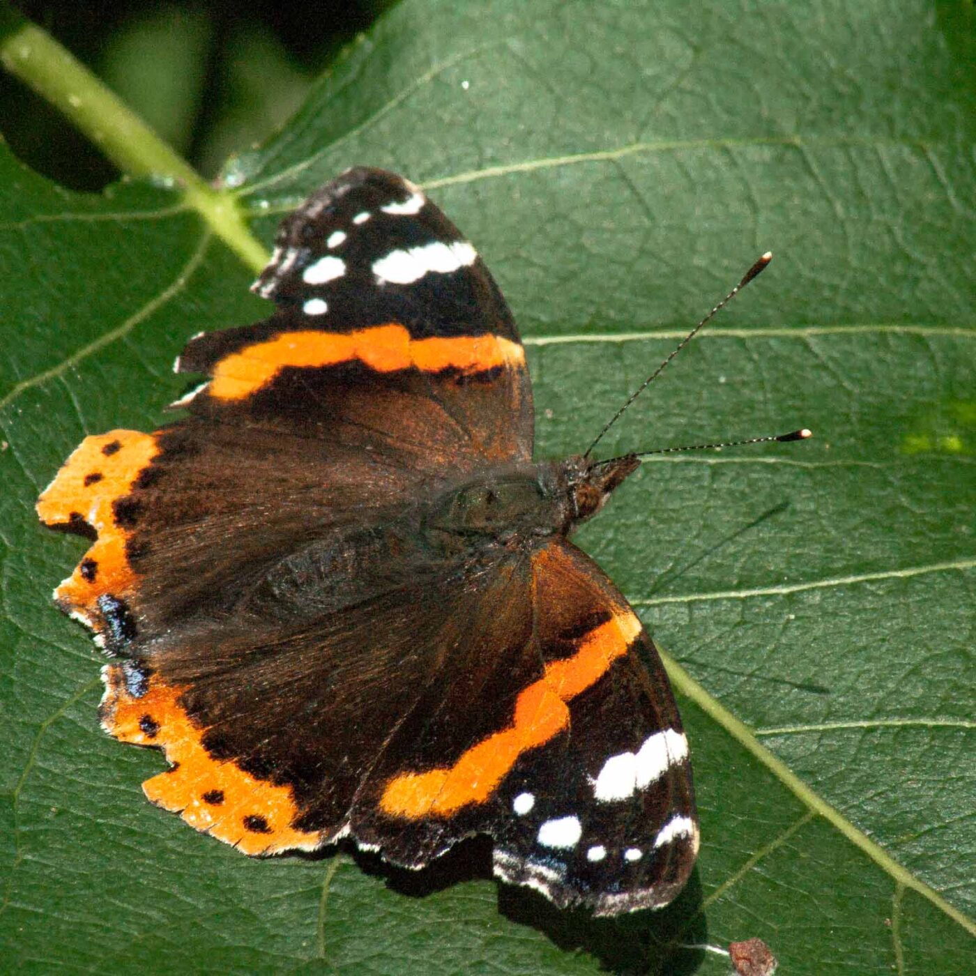 2017-07-17 - NSG Oberes Oelbachtal Bochum