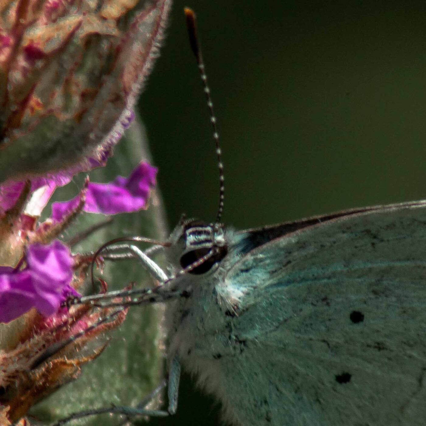 2017-07-17 - NSG Oberes Oelbachtal Bochum