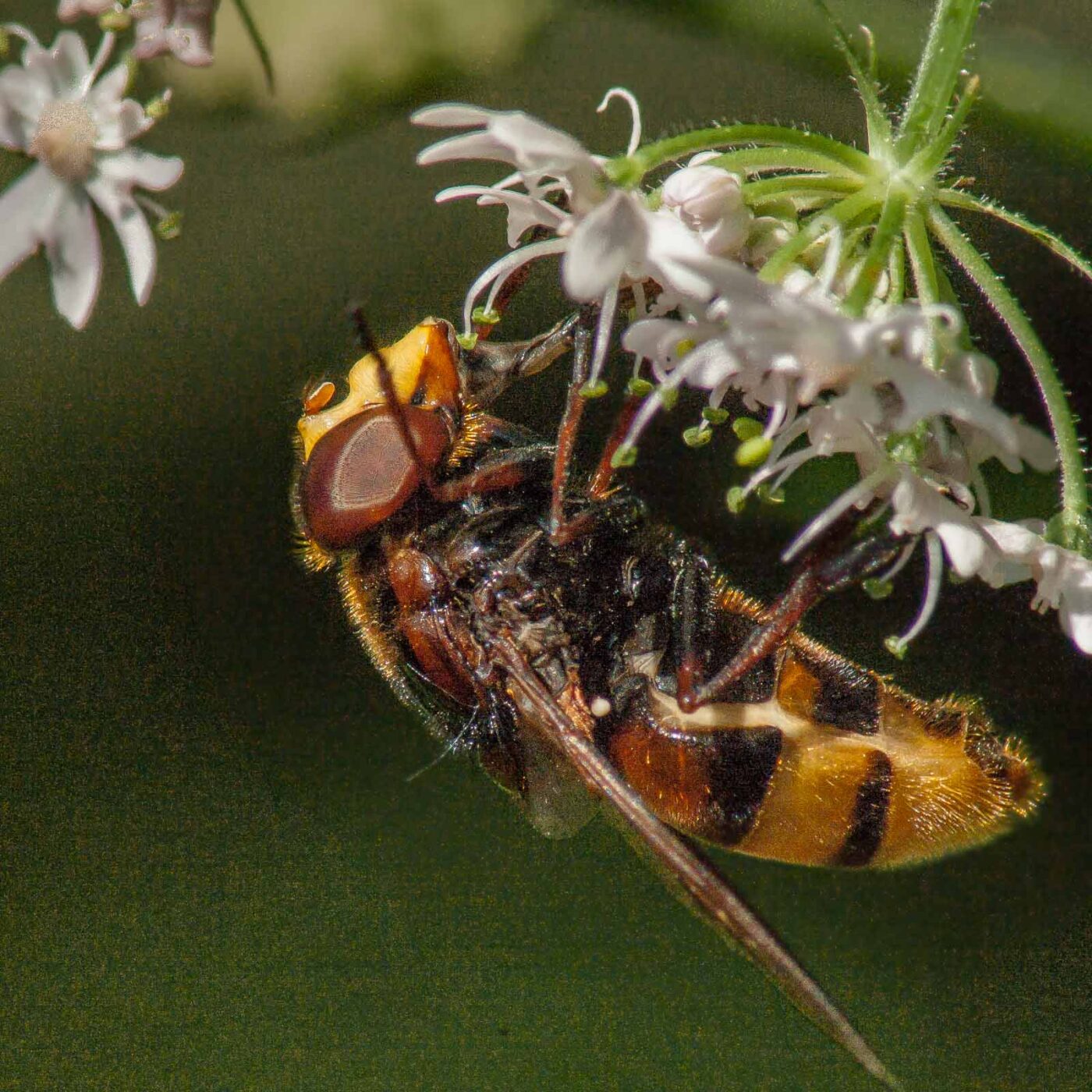 2017-07-17 - NSG Oberes Oelbachtal Bochum