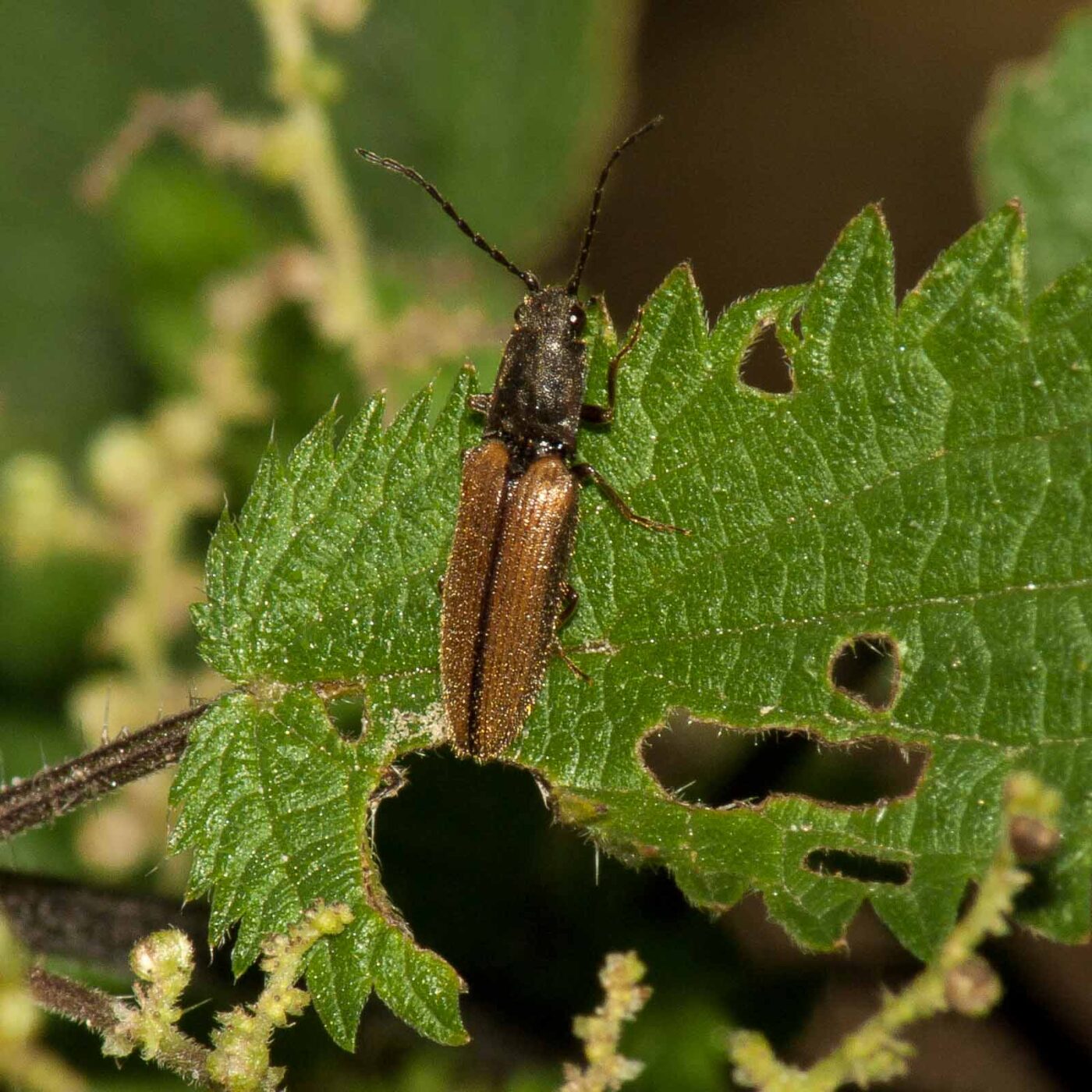 2017-07-17 - NSG Oberes Oelbachtal Bochum