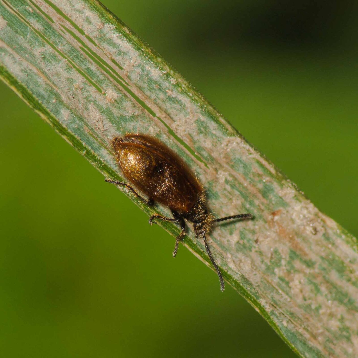 2017-07-17 - NSG Oberes Oelbachtal Bochum