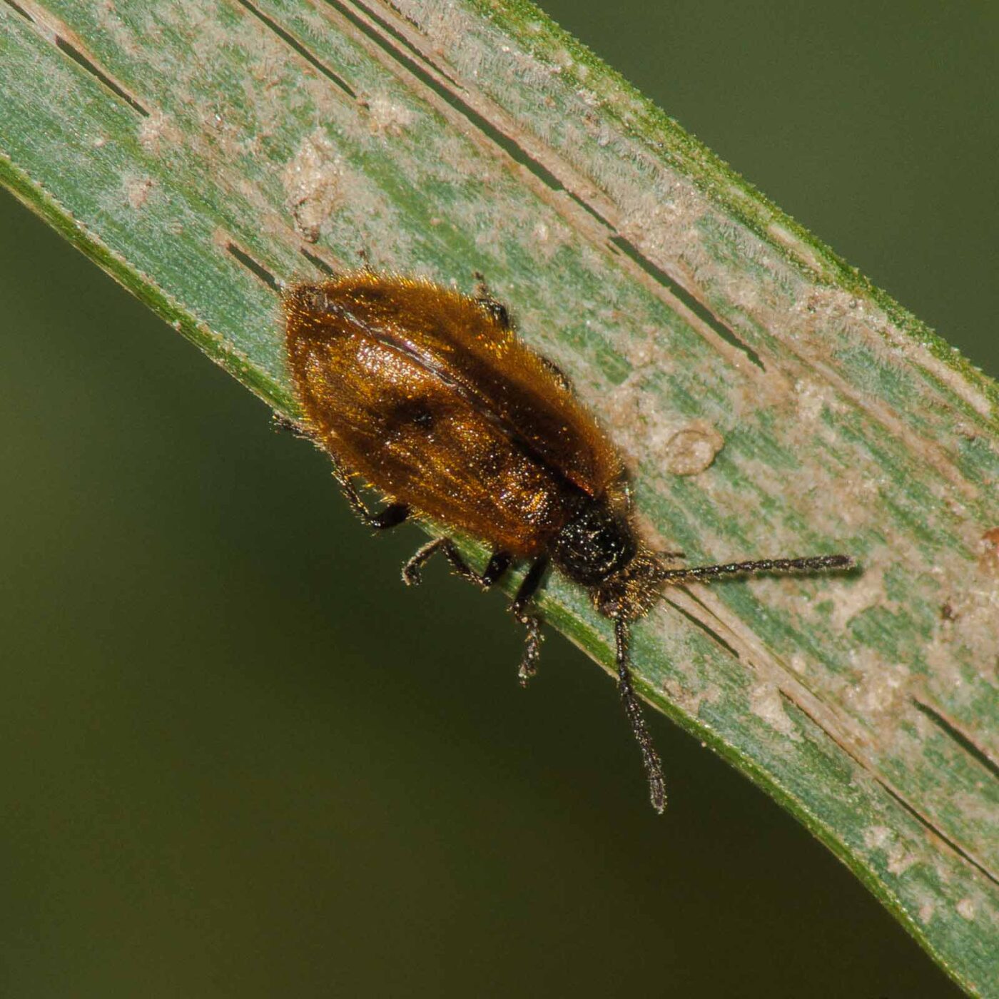 2017-07-17 - NSG Oberes Oelbachtal Bochum