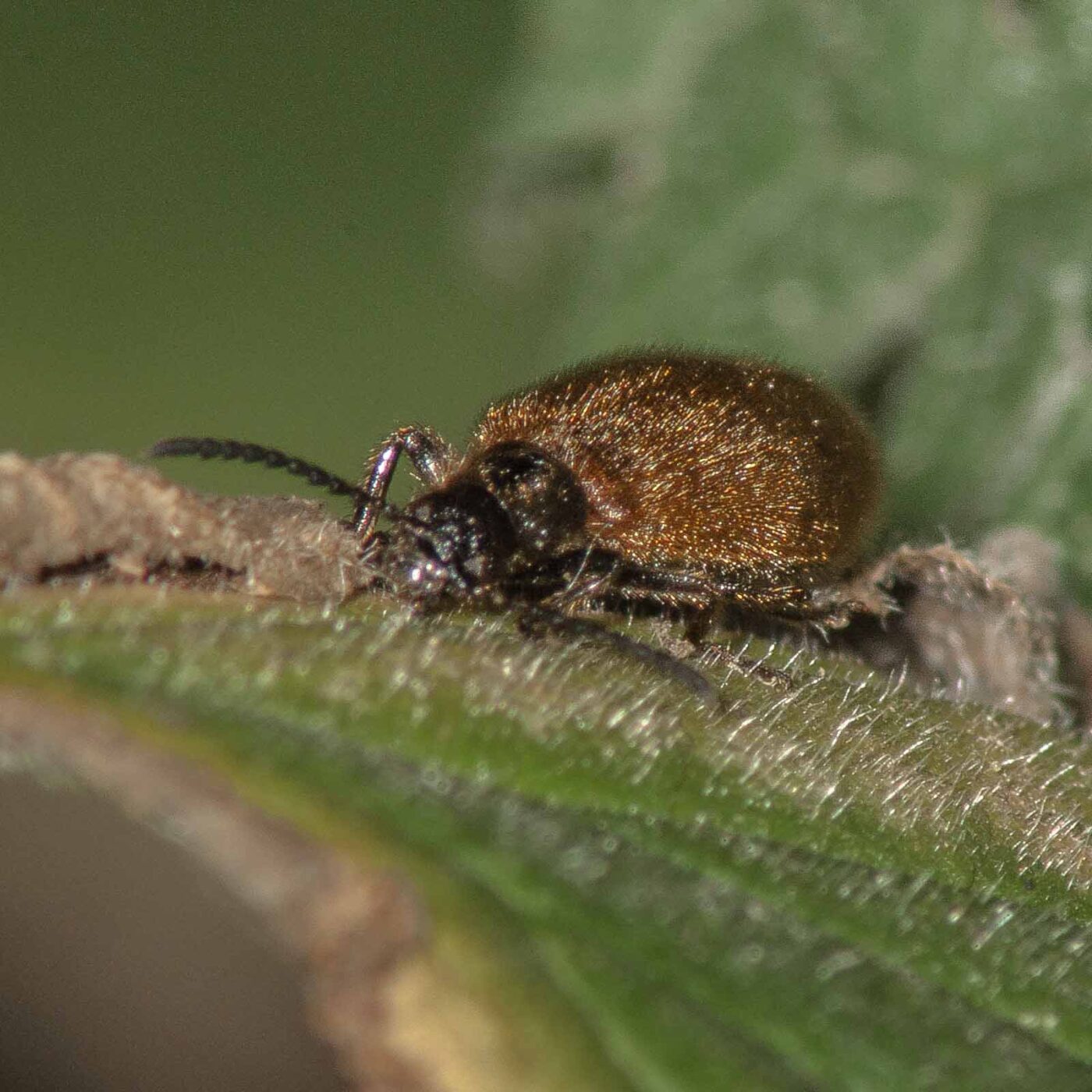 2017-07-17 - NSG Oberes Oelbachtal Bochum