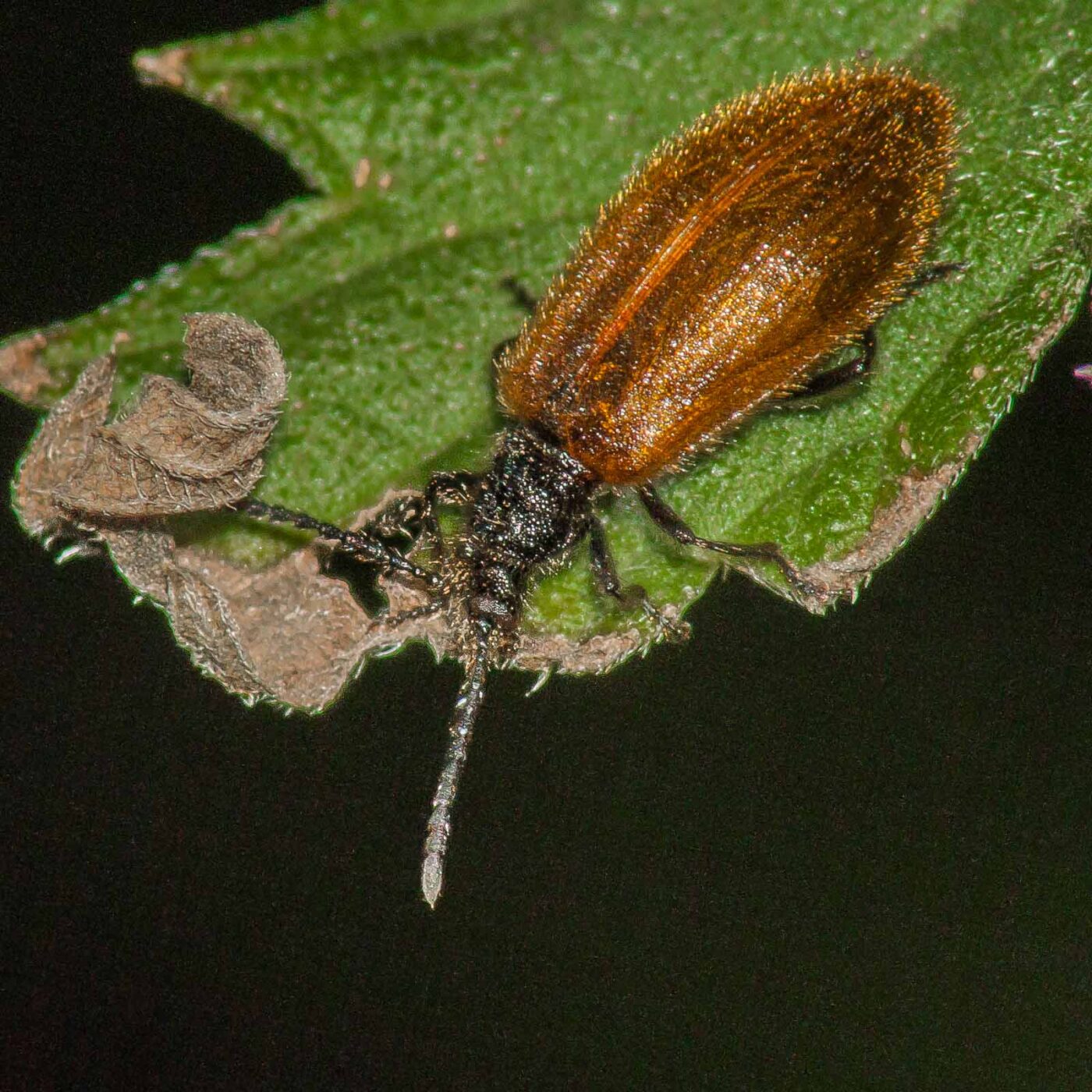 2017-07-17 - NSG Oberes Oelbachtal Bochum