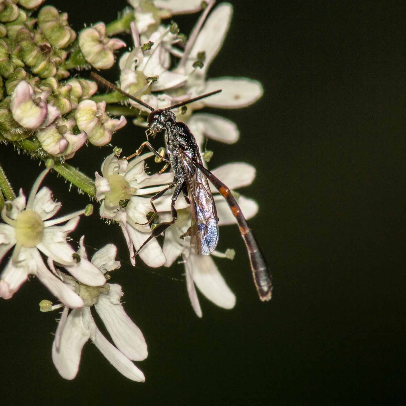 2017-07-17 - NSG Oberes Oelbachtal Bochum