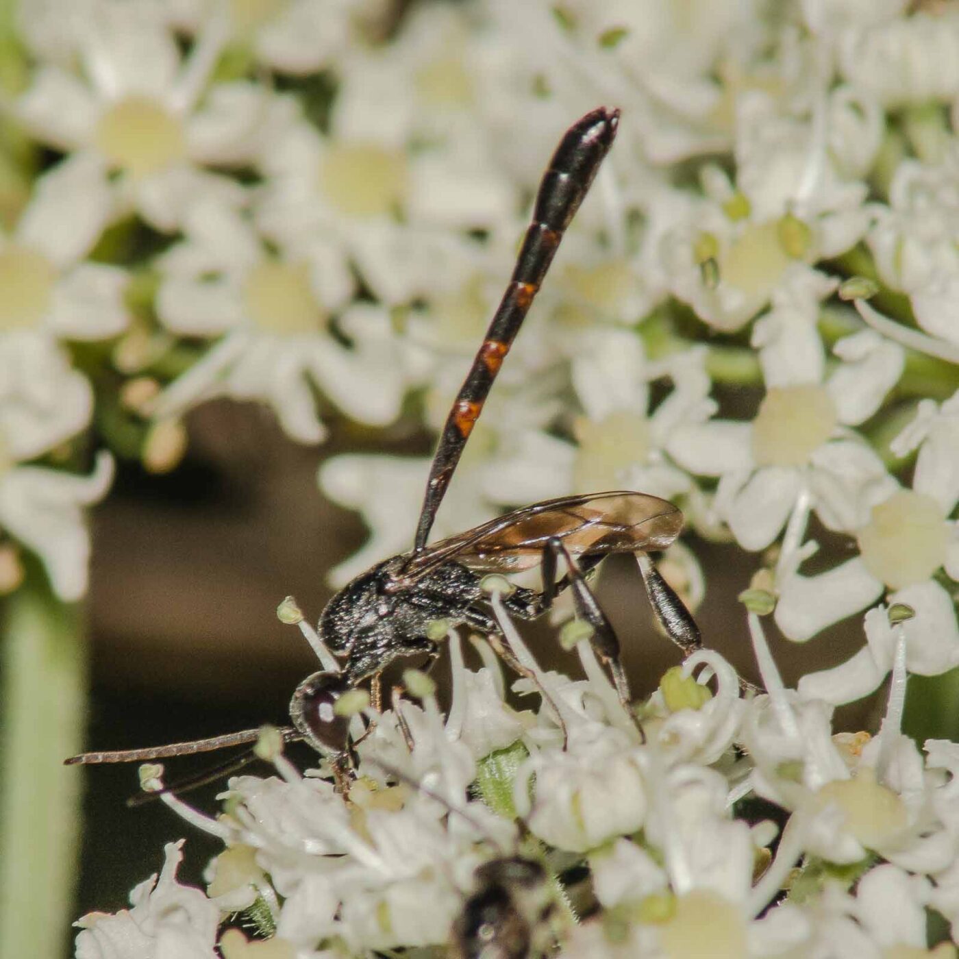 2017-07-17 - NSG Oberes Oelbachtal Bochum