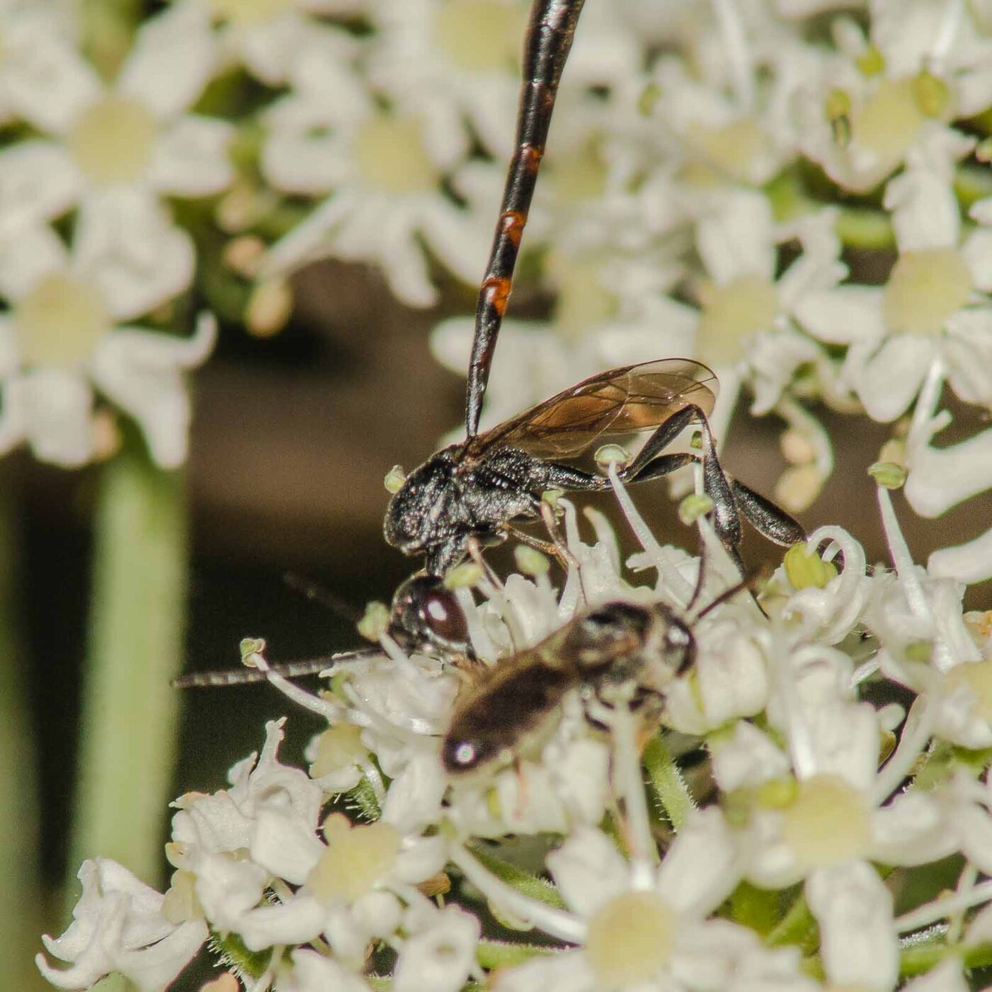 2017-07-17 - NSG Oberes Oelbachtal Bochum