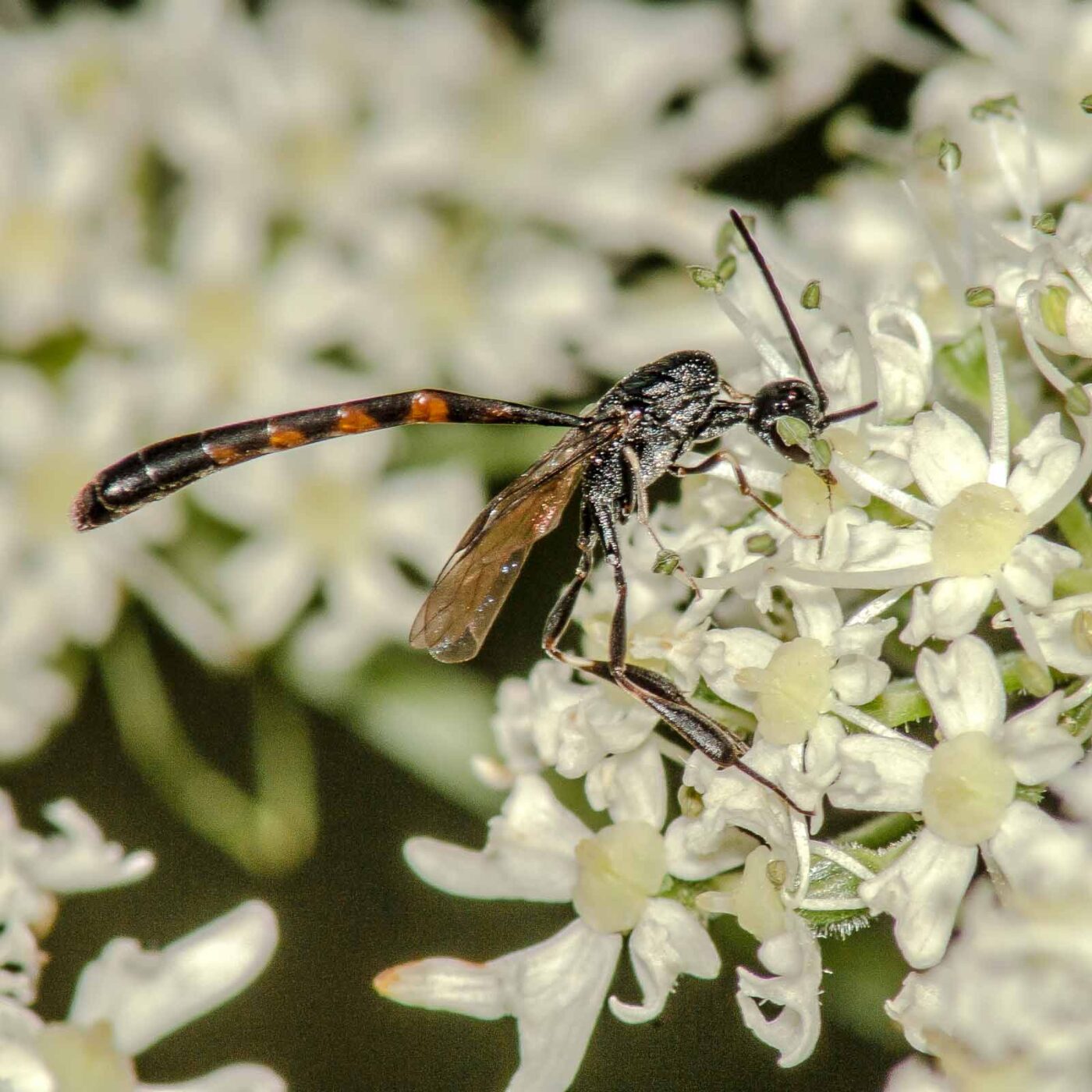 2017-07-17 - NSG Oberes Oelbachtal Bochum