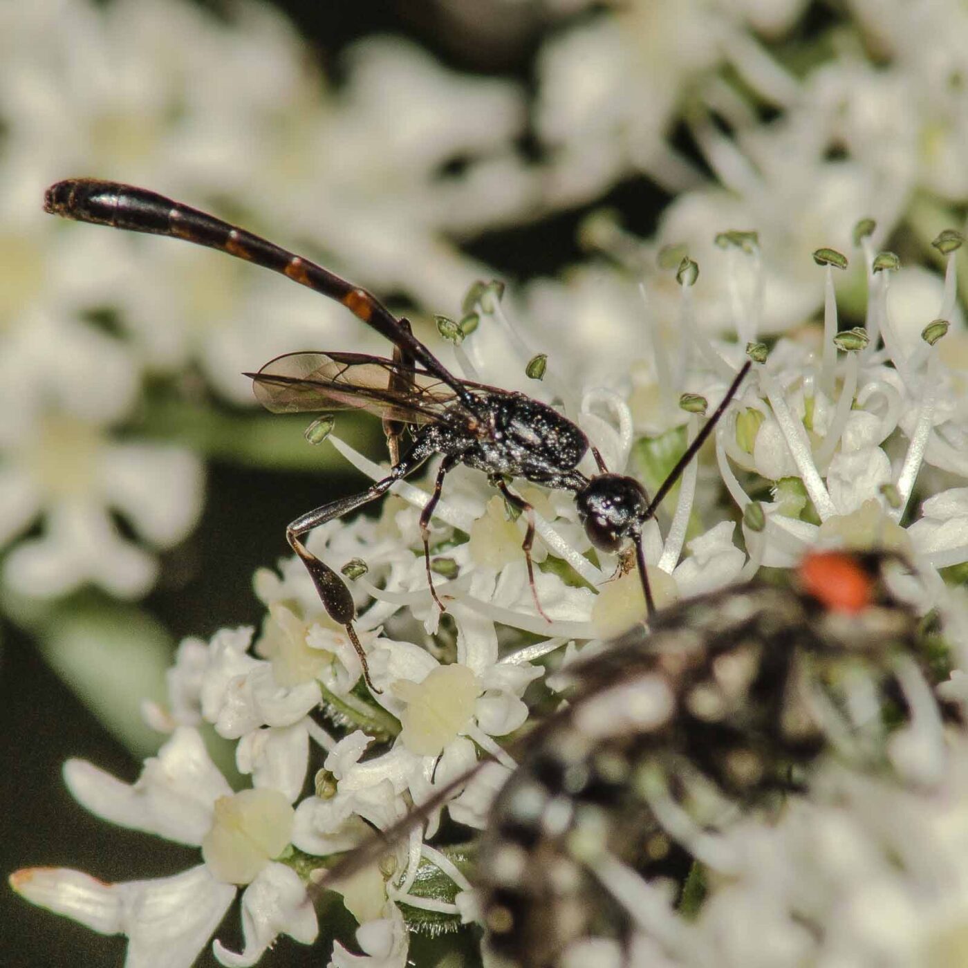 2017-07-17 - NSG Oberes Oelbachtal Bochum