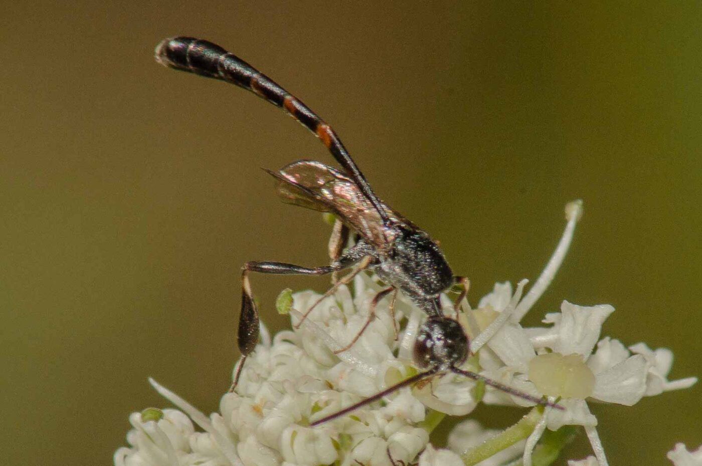 2017-07-17 - NSG Oberes Oelbachtal Bochum