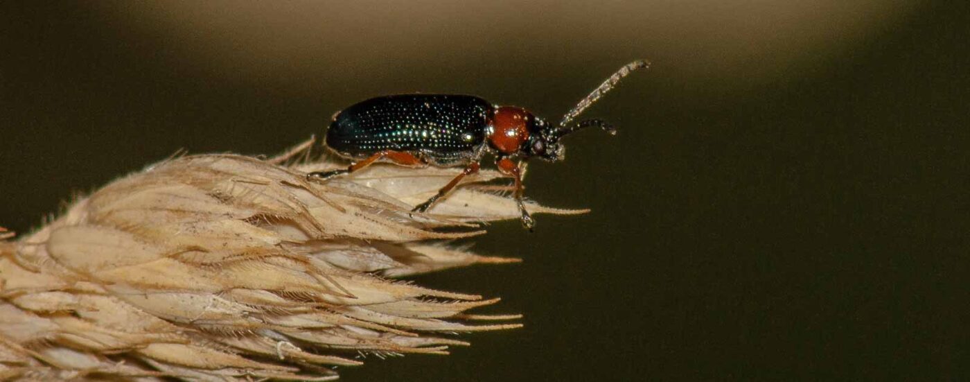 2017-07-17 - NSG Oberes Oelbachtal Bochum