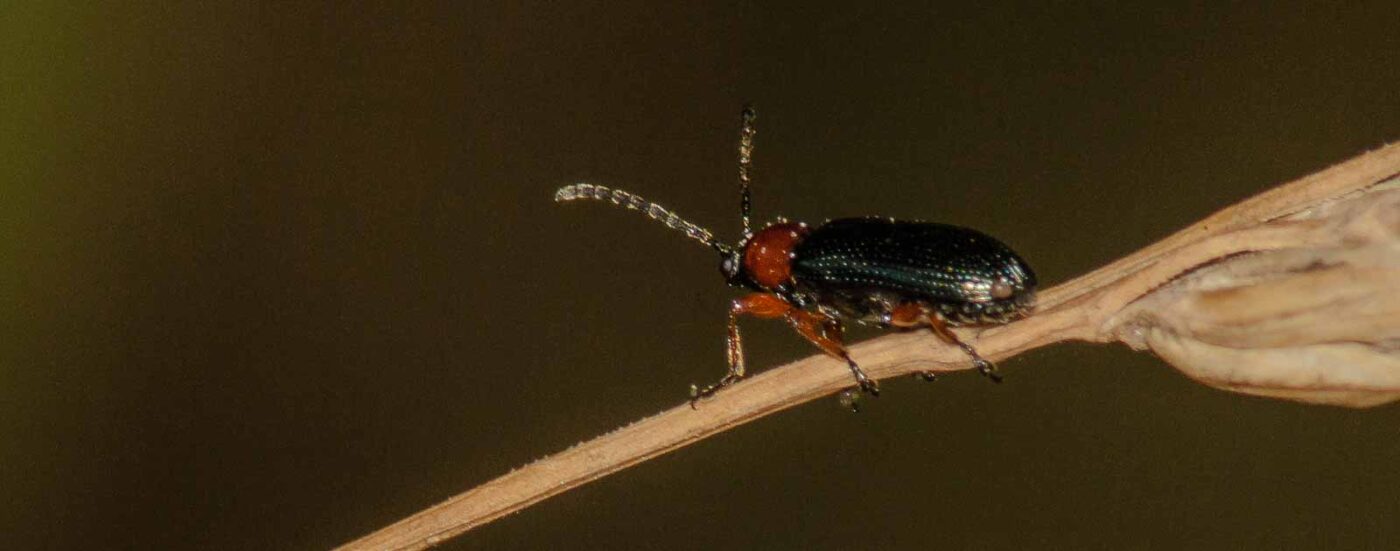 2017-07-17 - NSG Oberes Oelbachtal Bochum