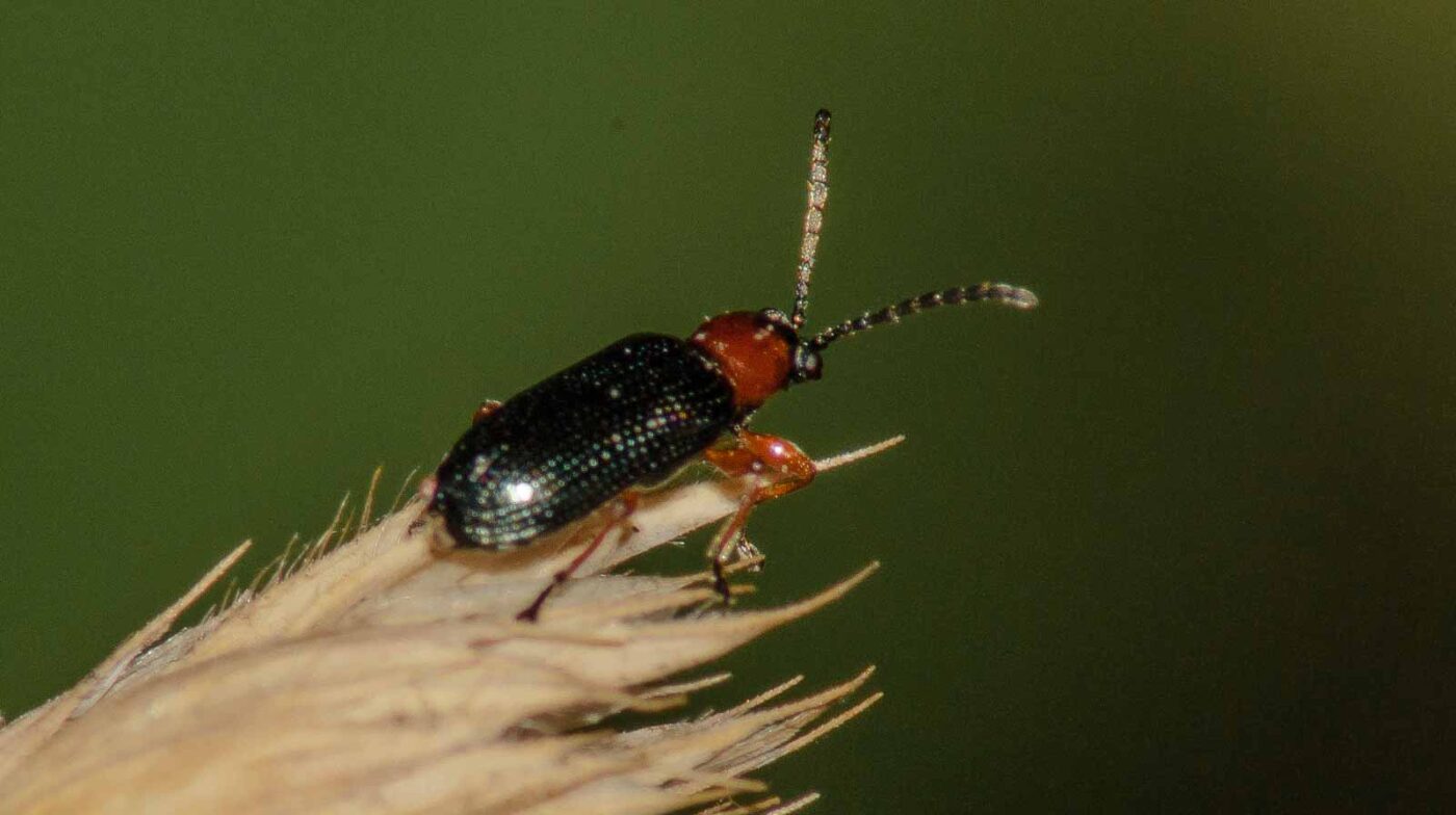 2017-07-17 - NSG Oberes Oelbachtal Bochum