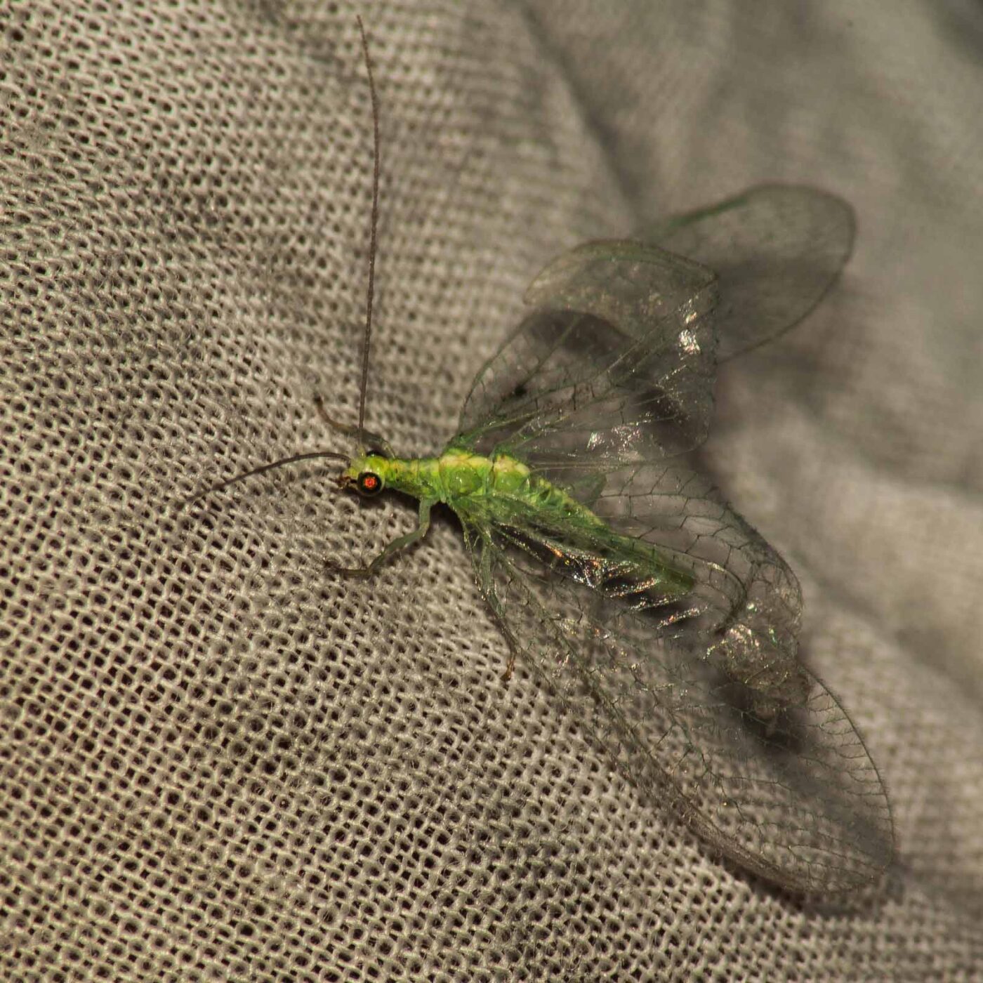 2017-07-17 - NSG Oberes Oelbachtal Bochum