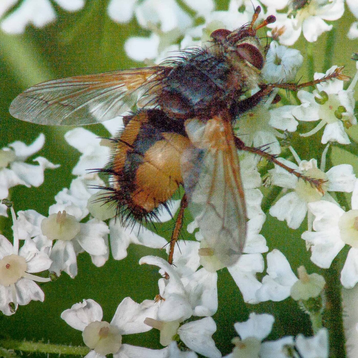 2017-08-06 - NSG Oberes Oelbachtal Bochum