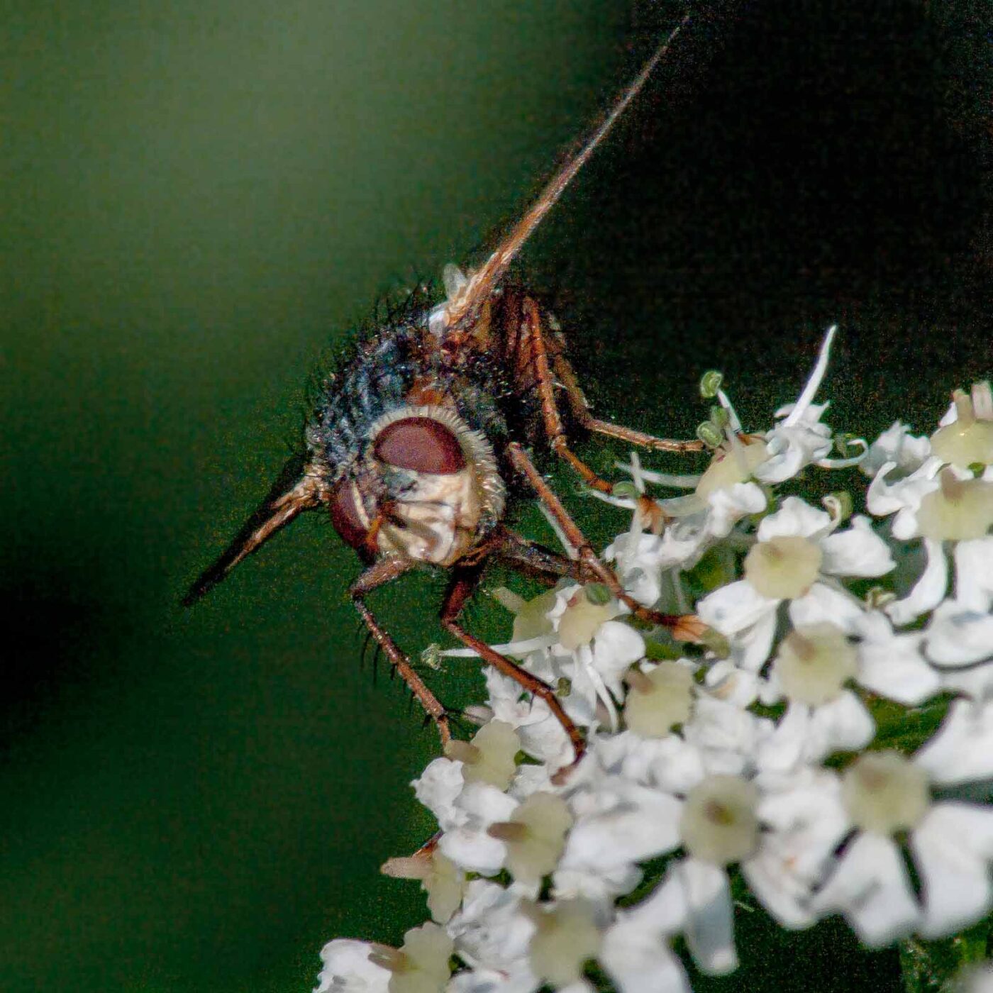 2017-08-06 - NSG Oberes Oelbachtal Bochum