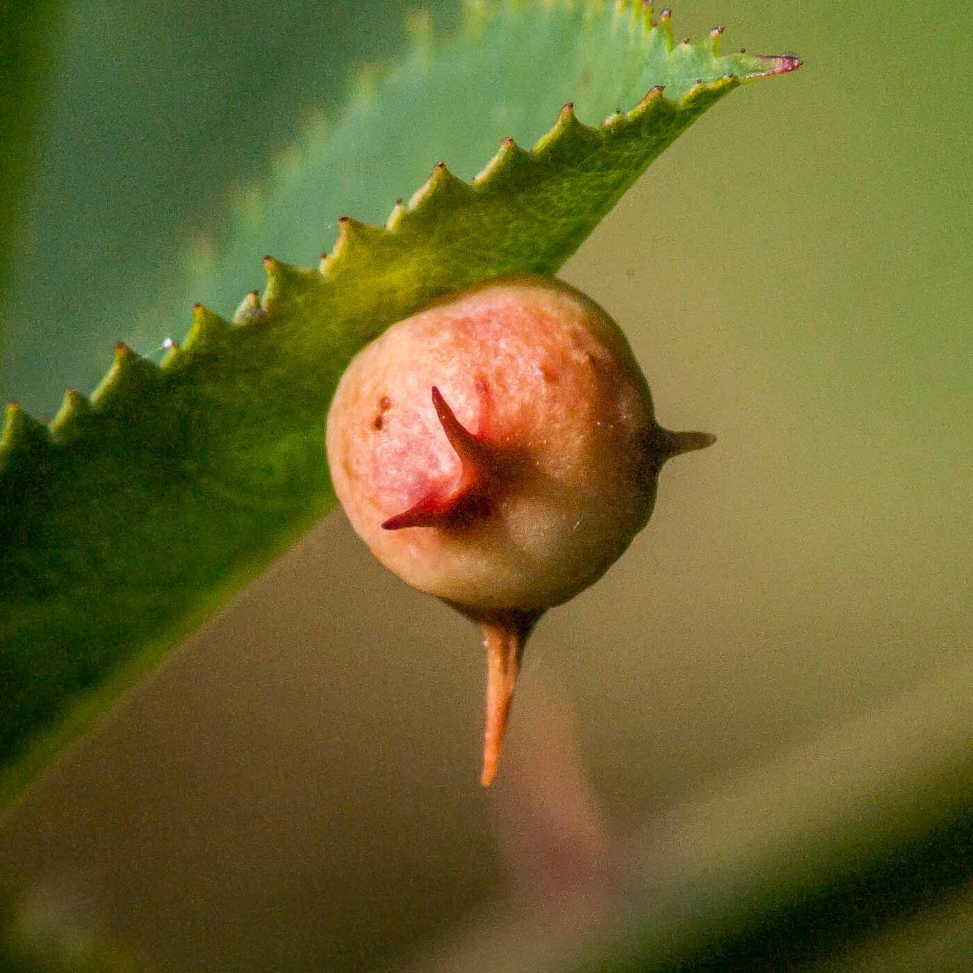 2017-08-06 - NSG Oberes Oelbachtal Bochum