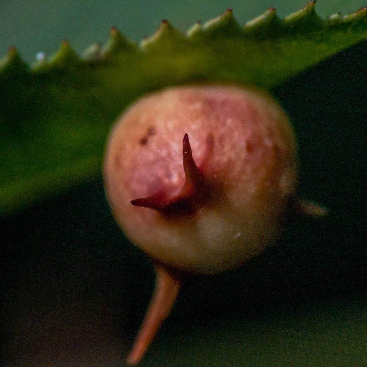 2017-08-06 - NSG Oberes Oelbachtal Bochum