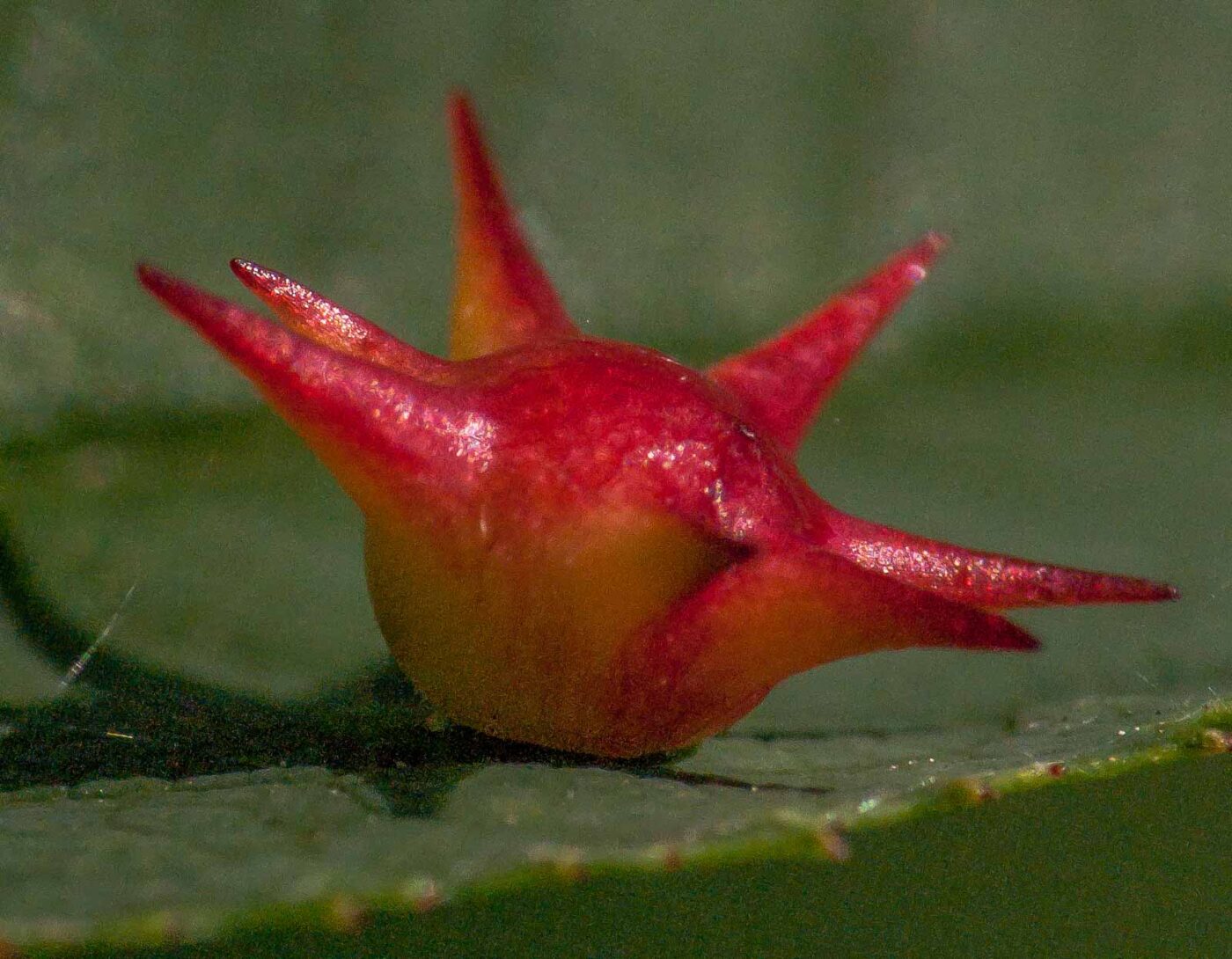 2017-08-06 - NSG Oberes Oelbachtal Bochum