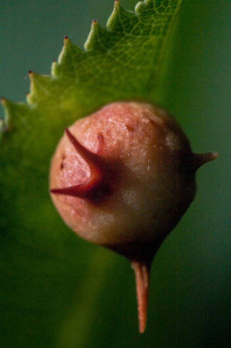 2017-08-06 - NSG Oberes Oelbachtal Bochum