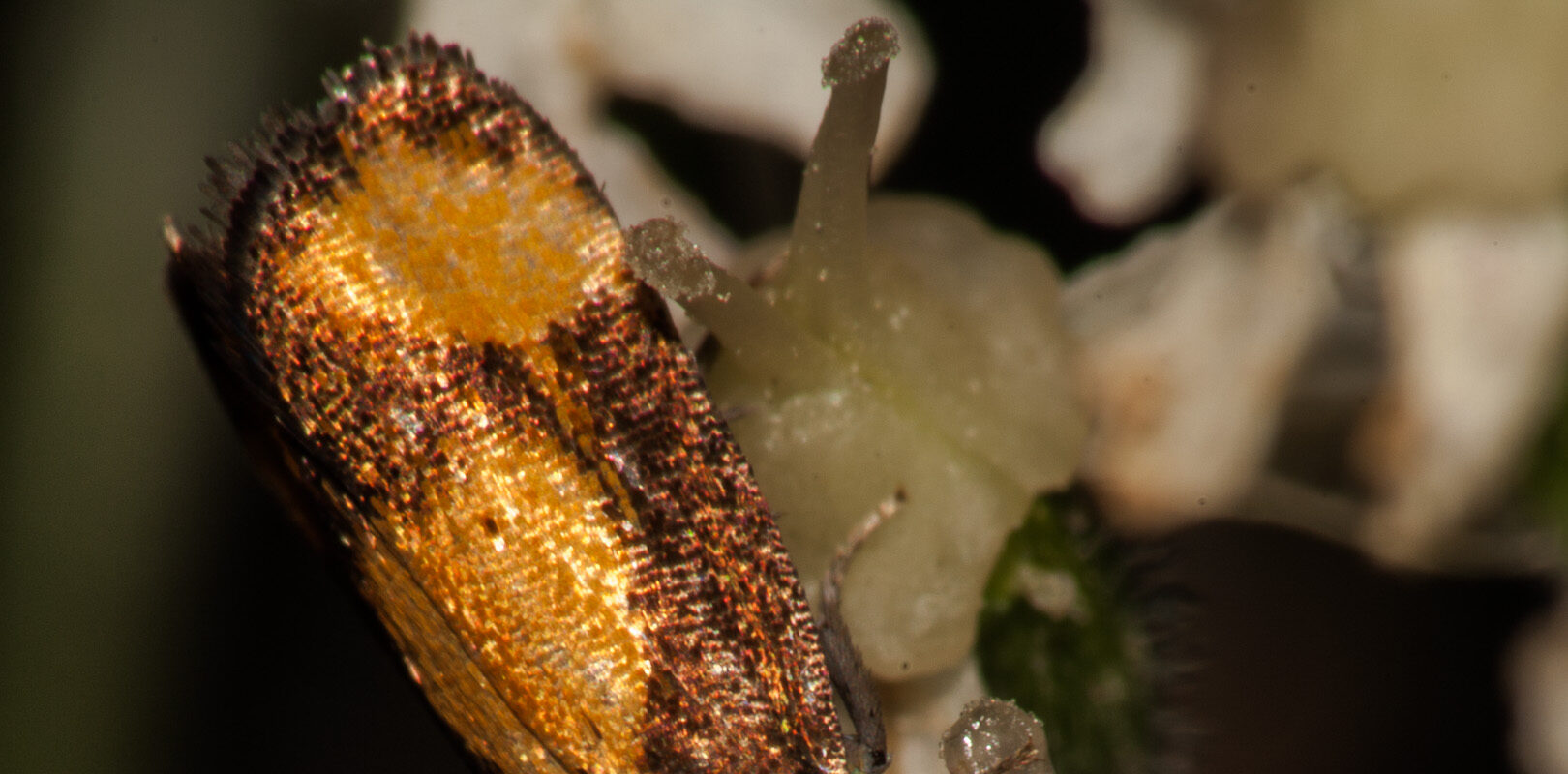 °bärenklauwickler°