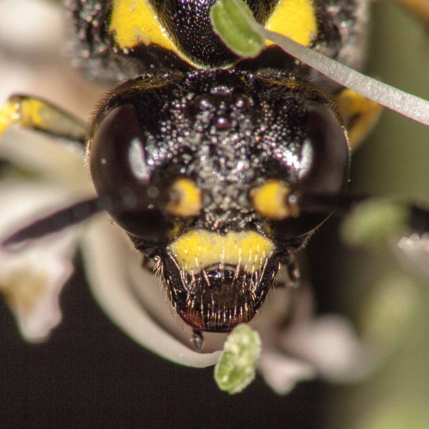 2017-08-06 - NSG Oberes Oelbachtal Bochum