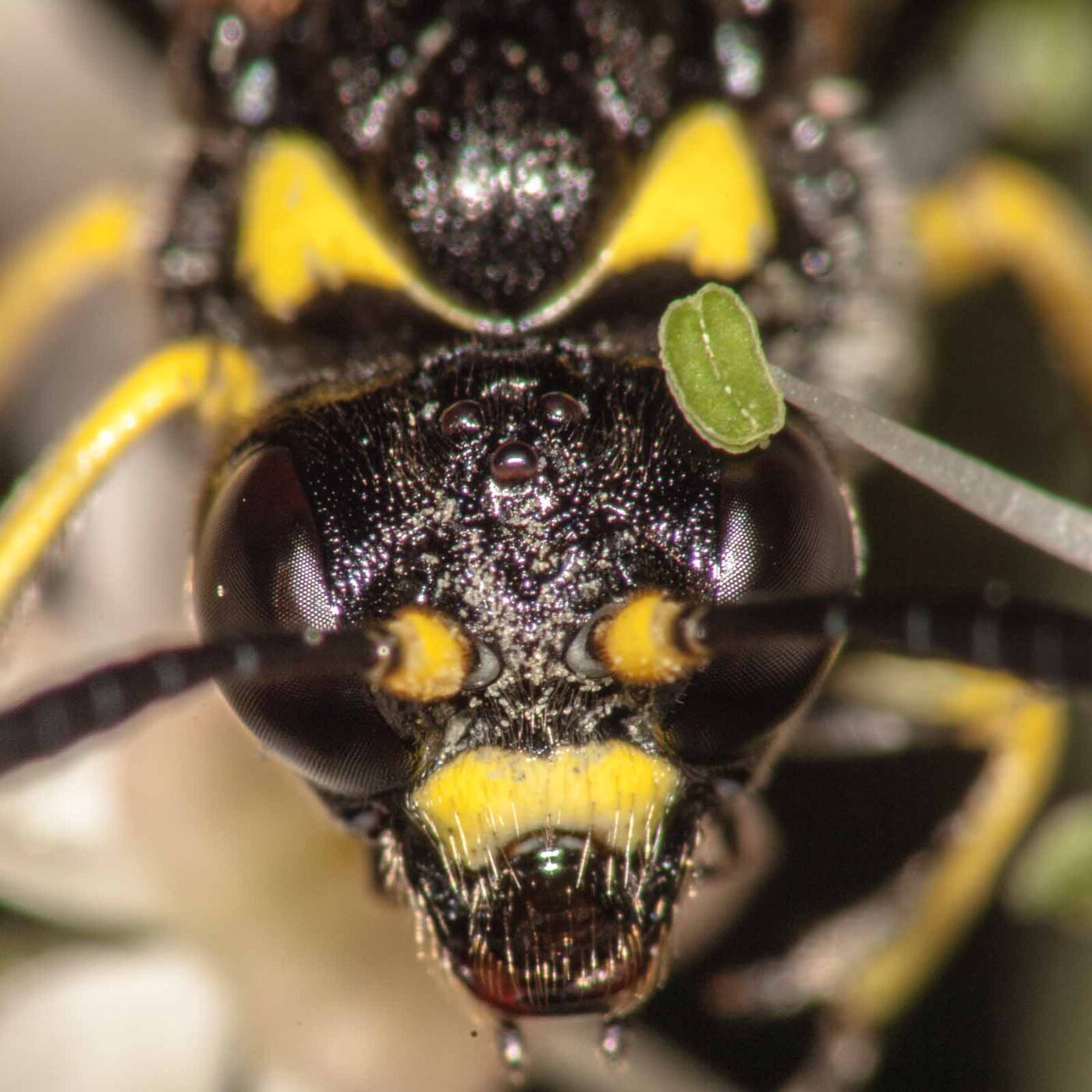 2017-08-06 - NSG Oberes Oelbachtal Bochum