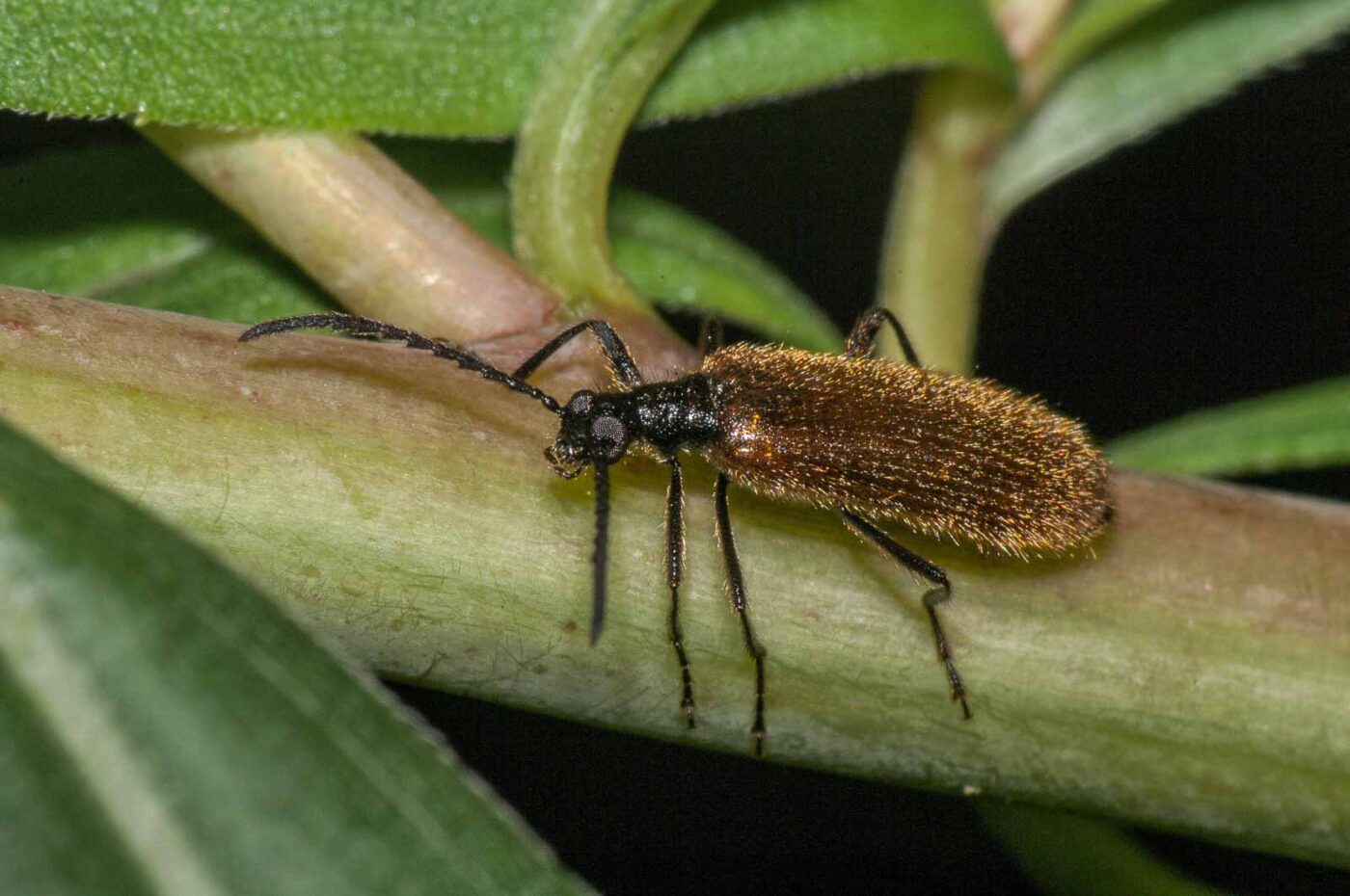 2017-08-06 - NSG Oberes Oelbachtal Bochum