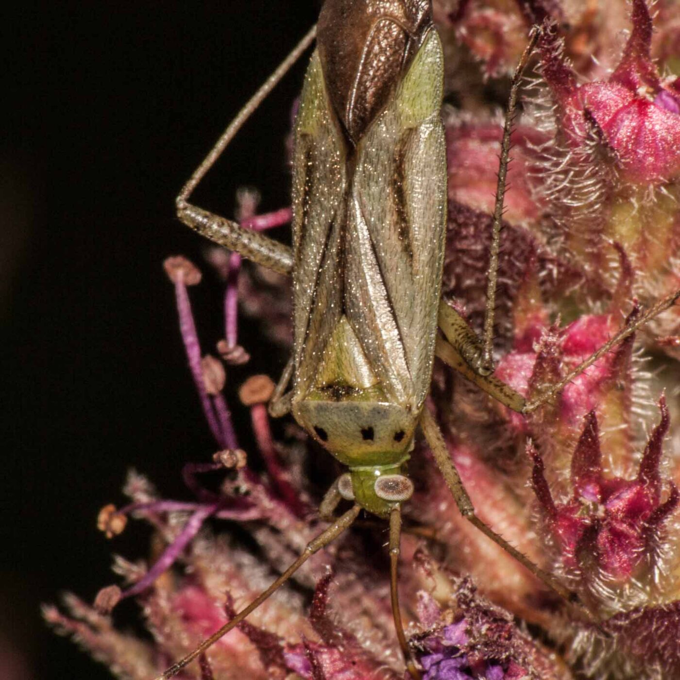 2017-08-06 - NSG Oberes Oelbachtal Bochum