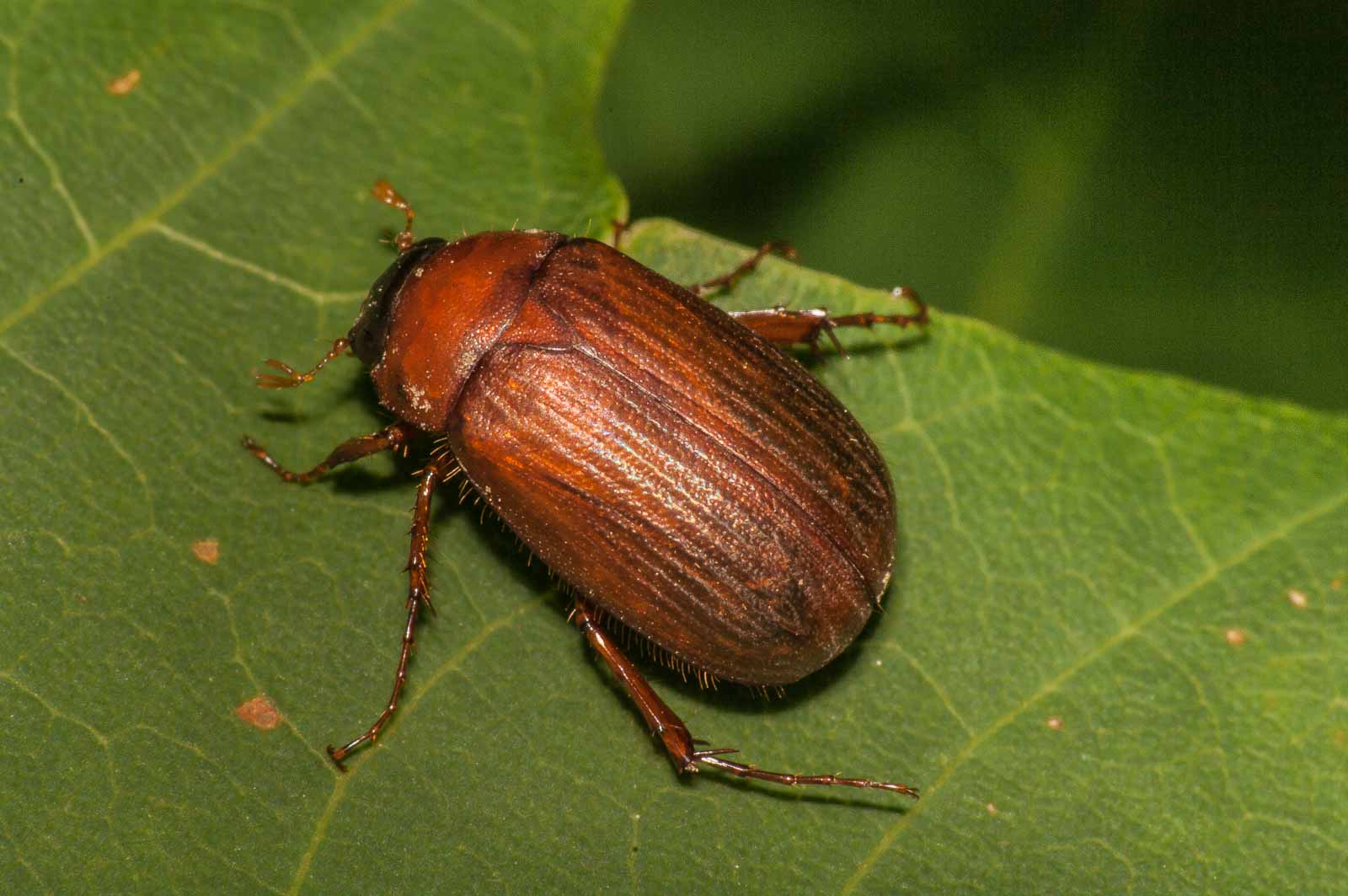 °rotbrauner laubkäfer°