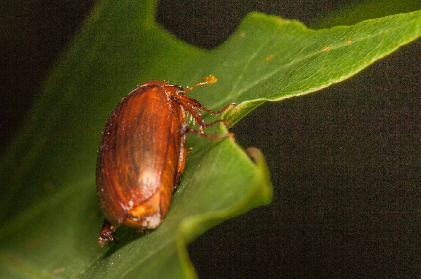 2017-08-06 - NSG Oberes Oelbachtal Bochum