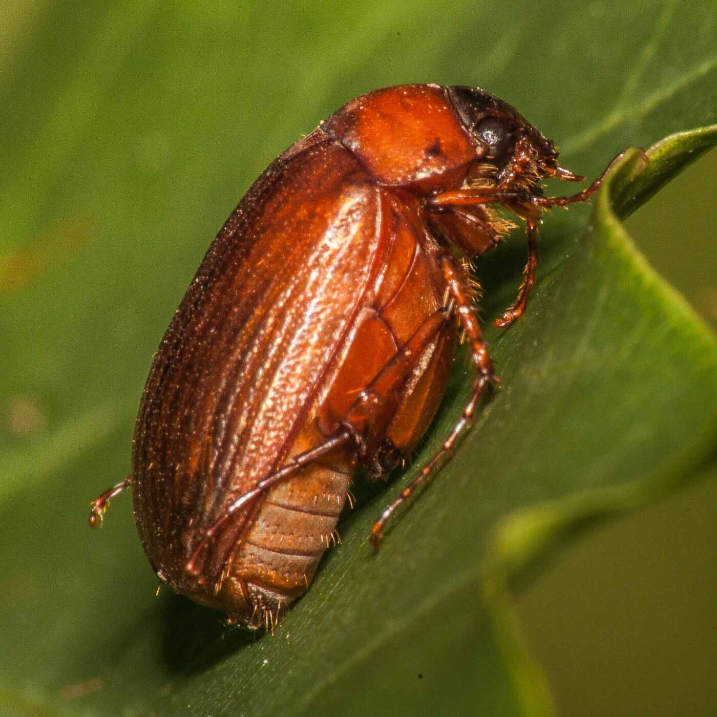 2017-08-06 - NSG Oberes Oelbachtal Bochum