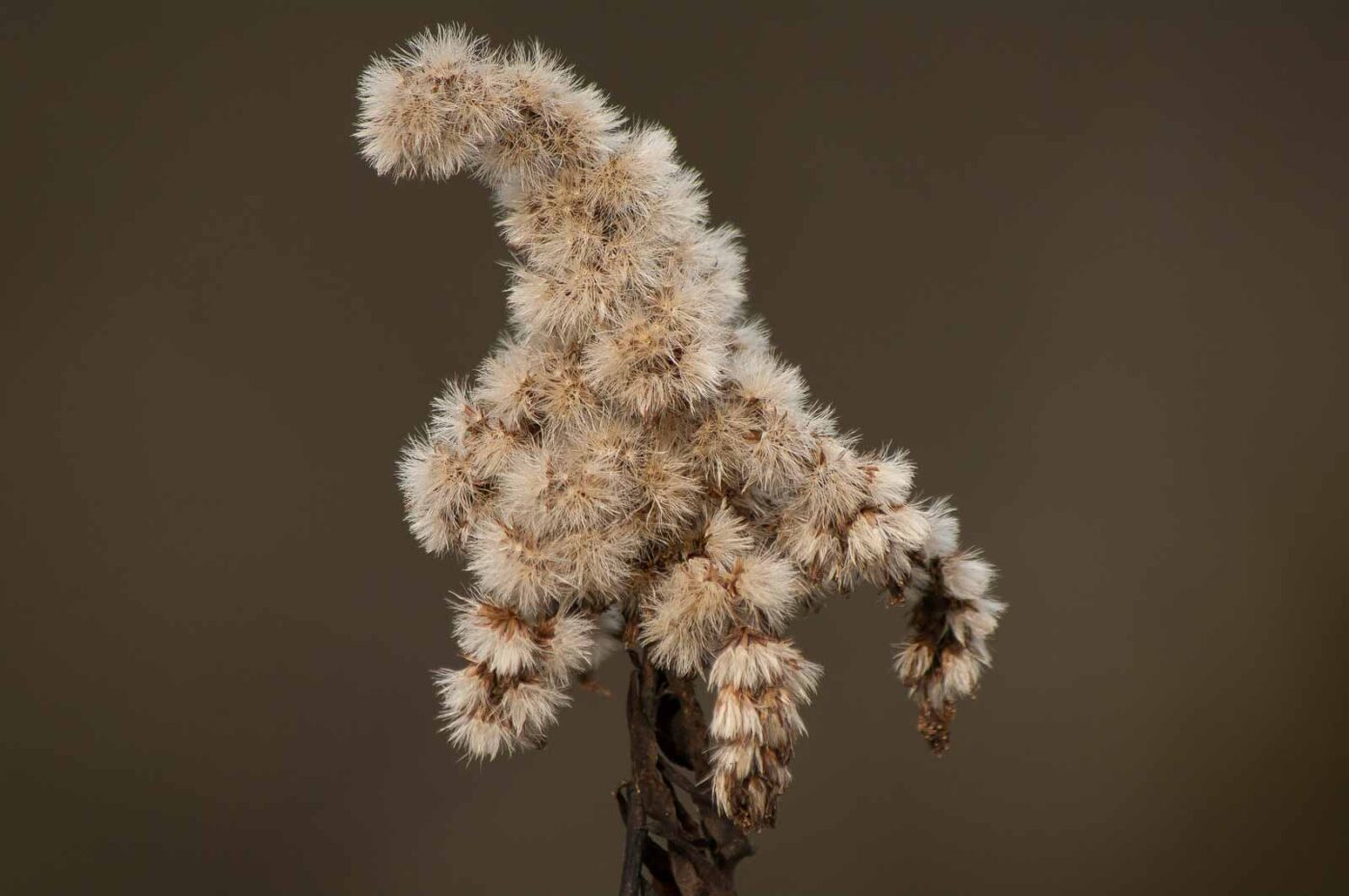 2019-02-04 - NSG Brandheide Recklinghausen