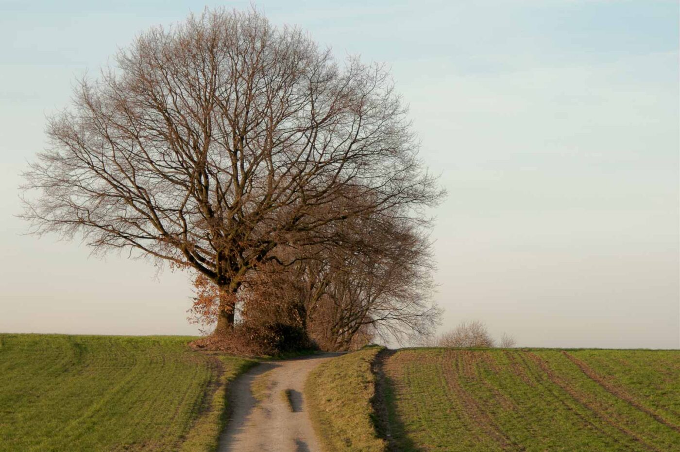 2019-02-17 - NSG Langeloh