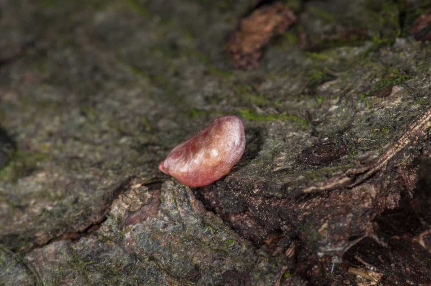 NSG Stemberger Busch Bochum