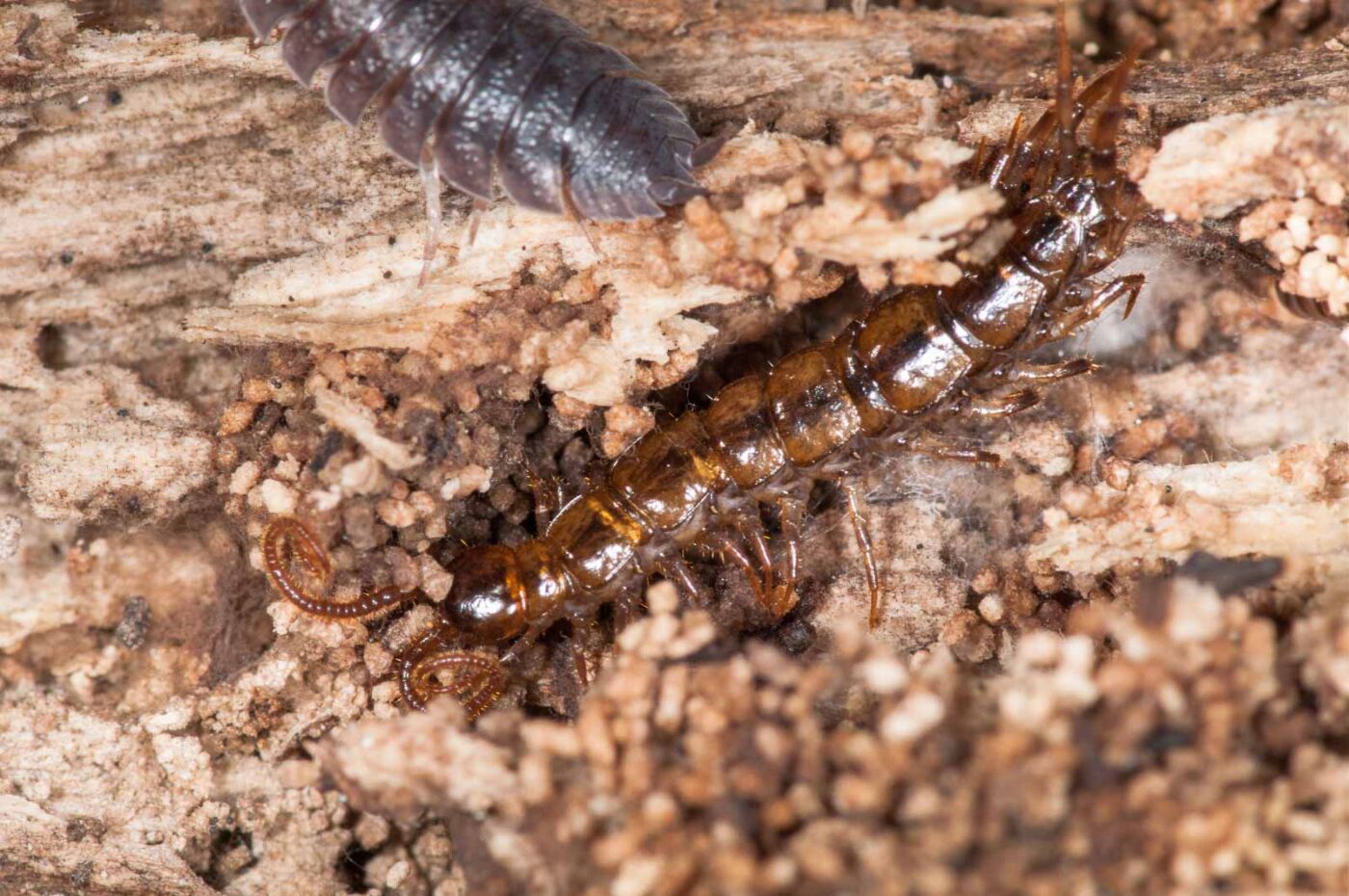 NSG Stemberger Busch Bochum