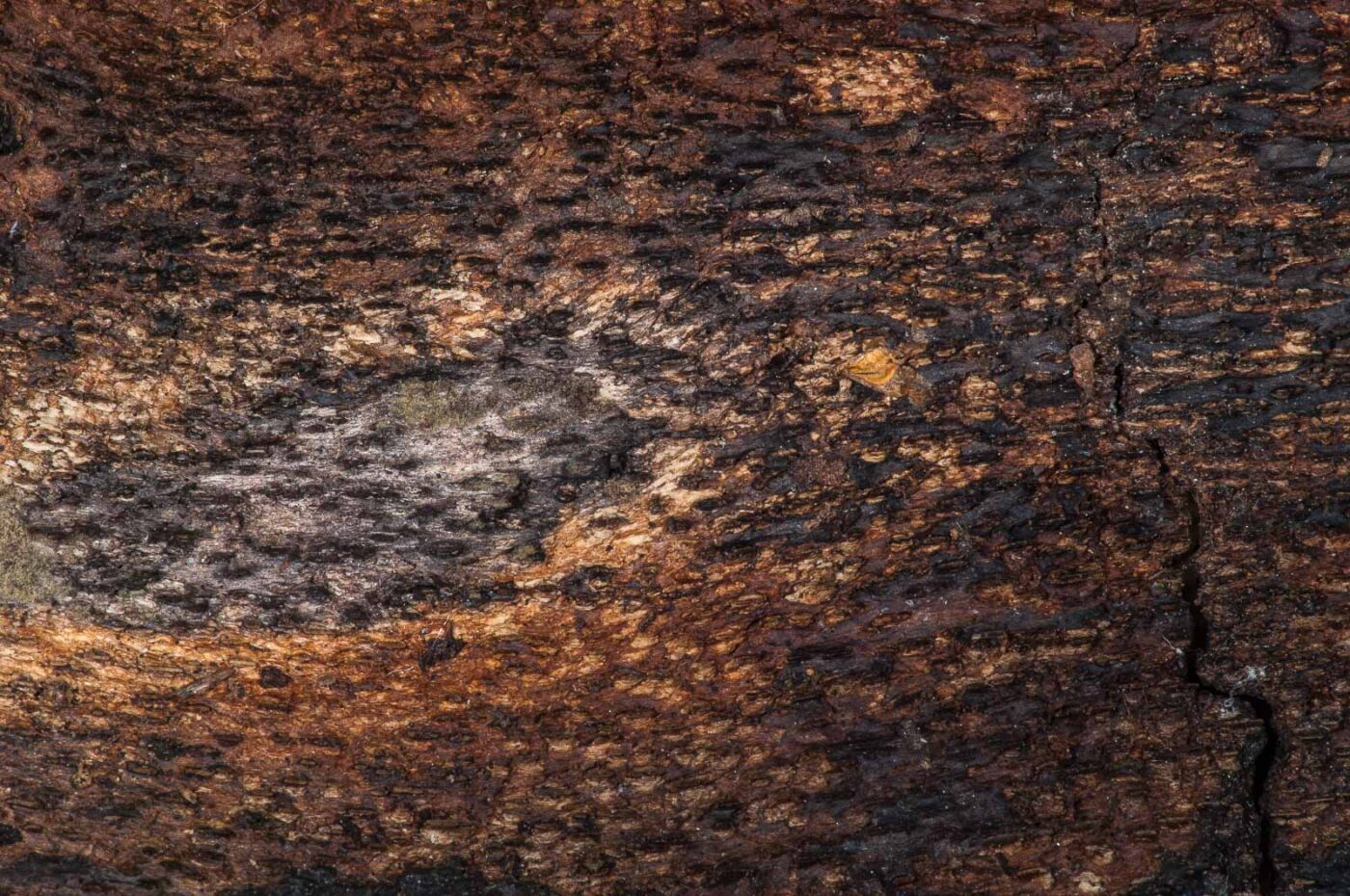 NSG Stemberger Busch Bochum