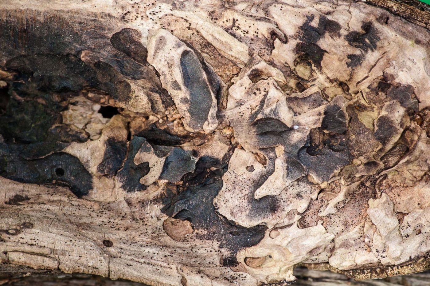 NSG Stemberger Busch Bochum