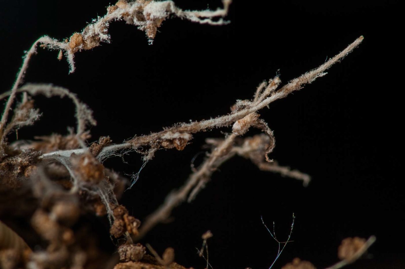 NSG Stemberger Busch Bochum