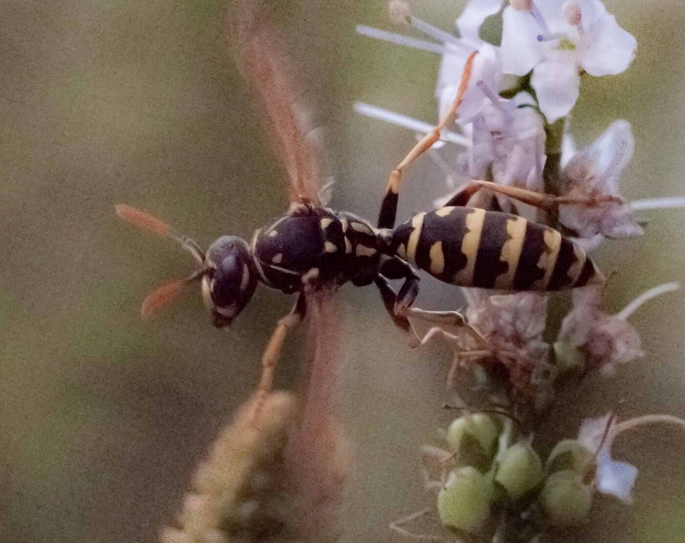 2019-07-39 - RE-Sidenzia auf'm BallKong