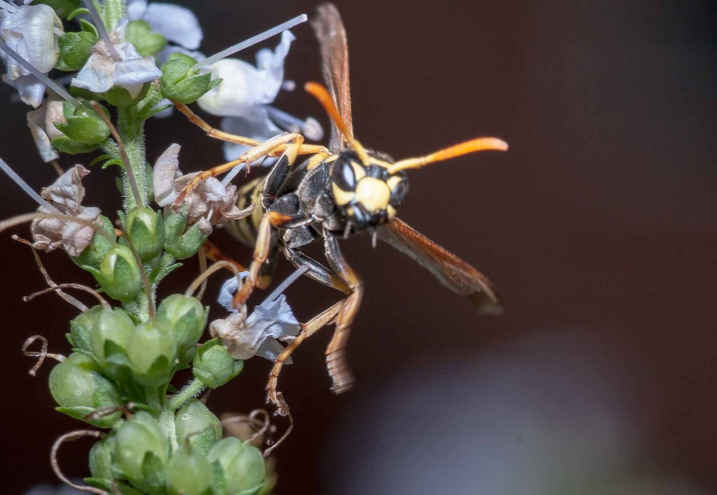 2019-07-39 - RE-Sidenzia auf'm BallKong