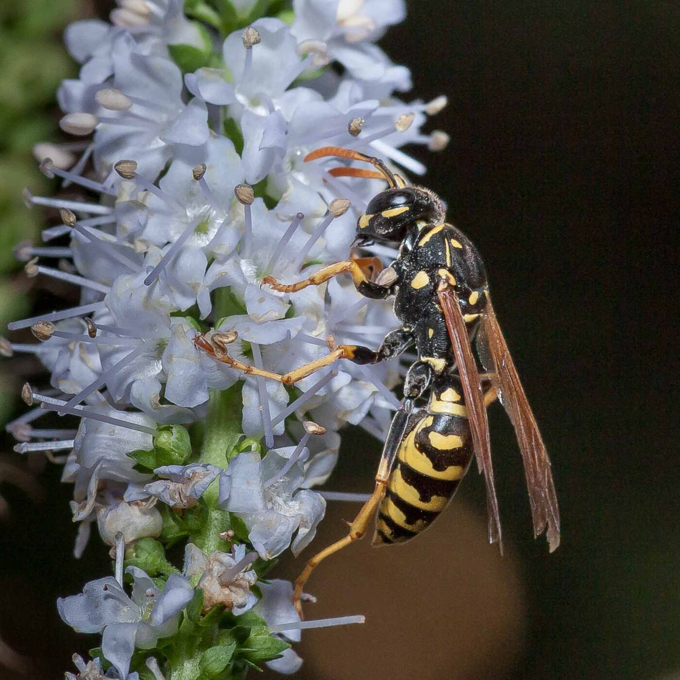 2019-07-39 - RE-Sidenzia auf'm BallKong