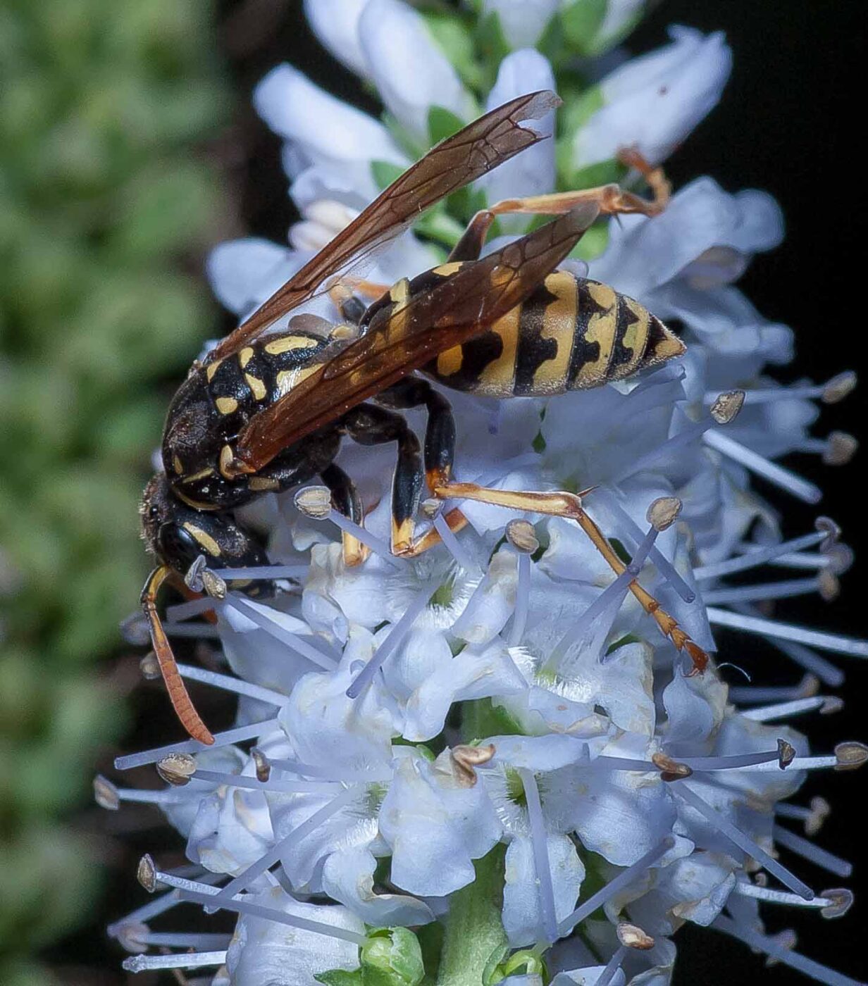 2019-07-39 - RE-Sidenzia auf'm BallKong