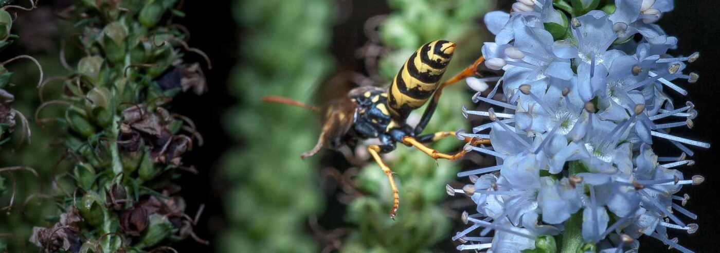 2019-07-39 - RE-Sidenzia auf'm BallKong