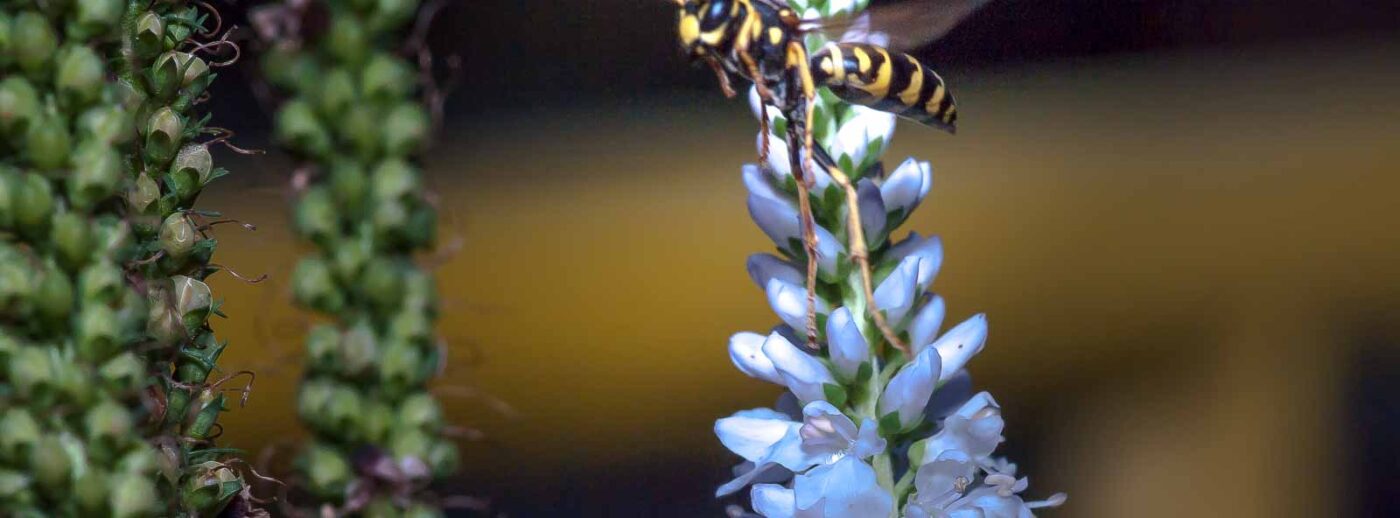 2019-07-39 - RE-Sidenzia auf'm BallKong