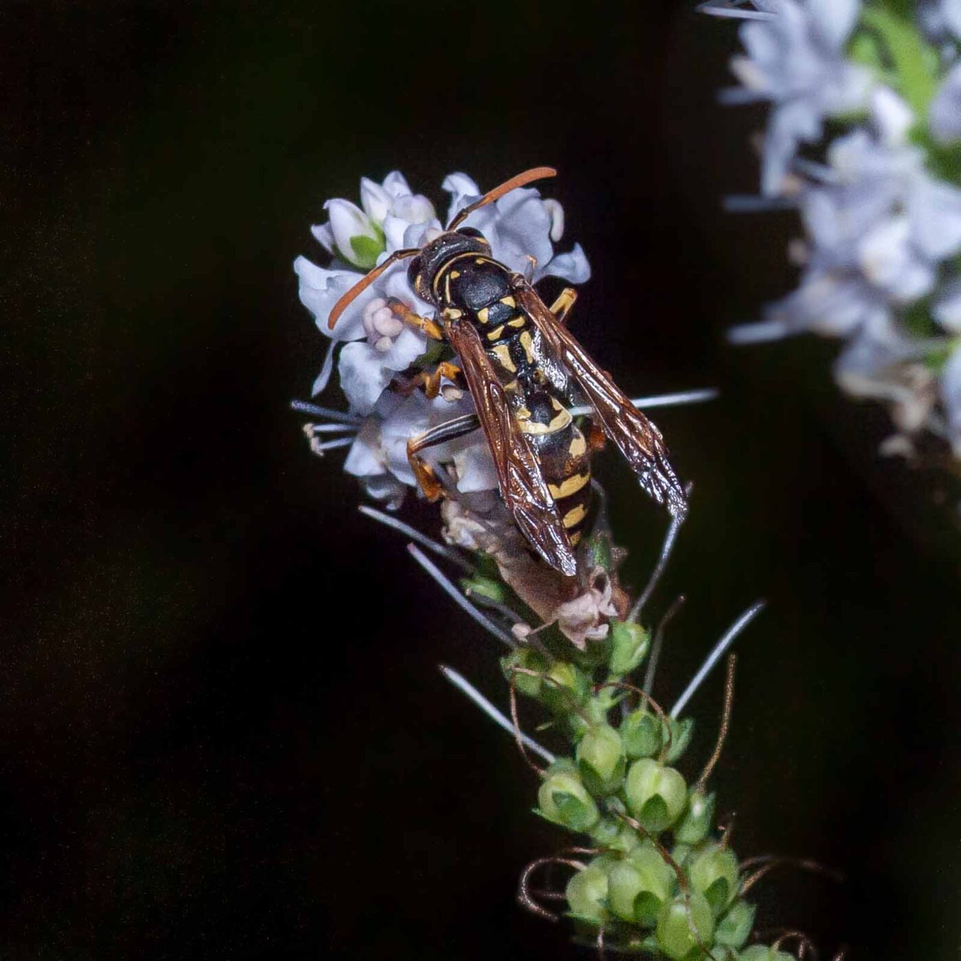 2019-07-39 - RE-Sidenzia auf'm BallKong