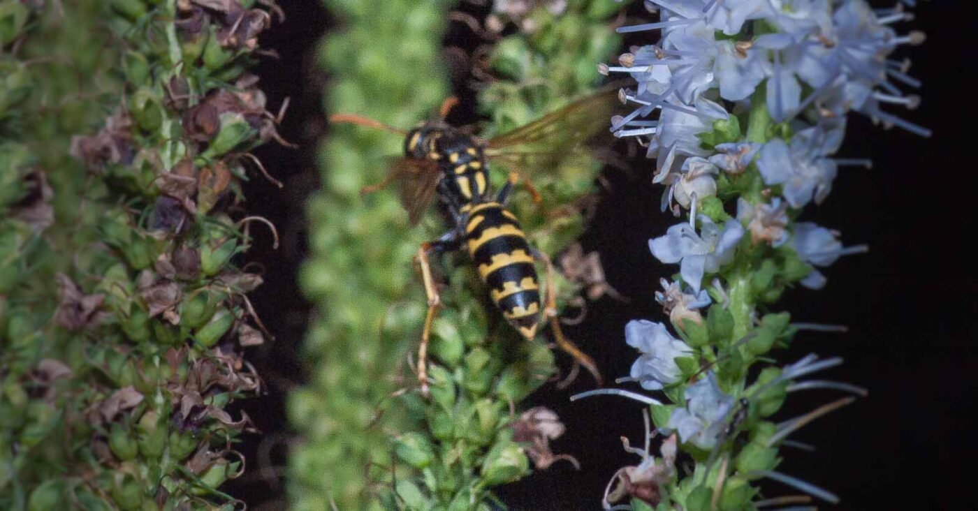 2019-07-39 - RE-Sidenzia auf'm BallKong