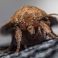 2019-08-07 - Residenzia - HolyHalla - Eulenfalter